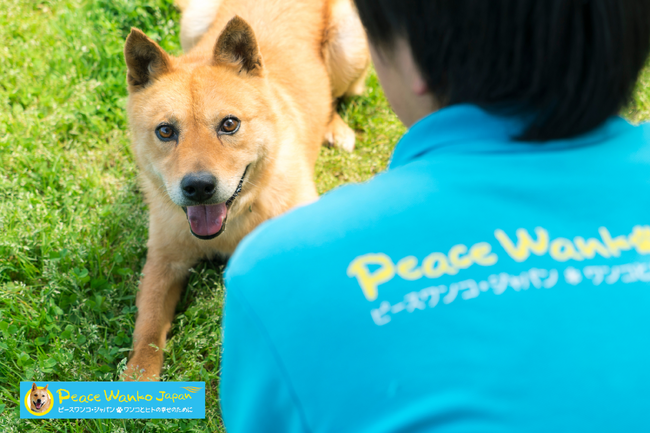 第64回全国矯正展でピースワンコの保護犬が、法務省特別矯正監の杉 良太郎氏、警察庁 特別防犯支援官の伍代 夏子氏らと共にステージイベントに登場します！