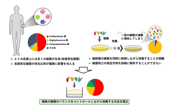ヒトの皮膚細菌叢を生体外で再現できる新たな培養法の開発に成功 ～皮膚疾患治療法や肌にやさしい化粧品開発への応用に期待～
