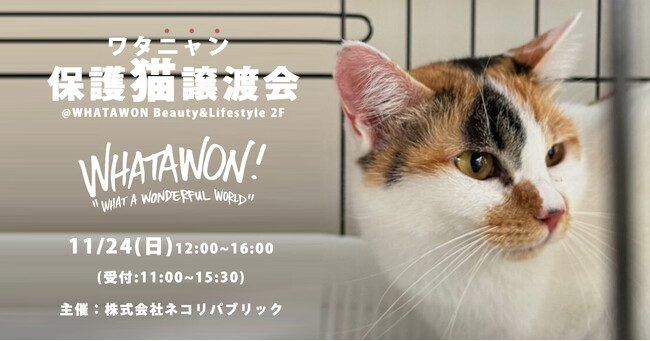 ワタワンに猫ちゃん大集合♪新しい家族との出会いを待っています。11月24日(日)第４回『ワタニャン保護猫譲渡会』開催！ふれあいコーナーやオリジナルグッズ販売も！