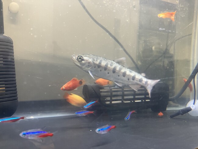 Smolt、海面養殖向け高温耐性トラウトサーモンの品種開発を開始