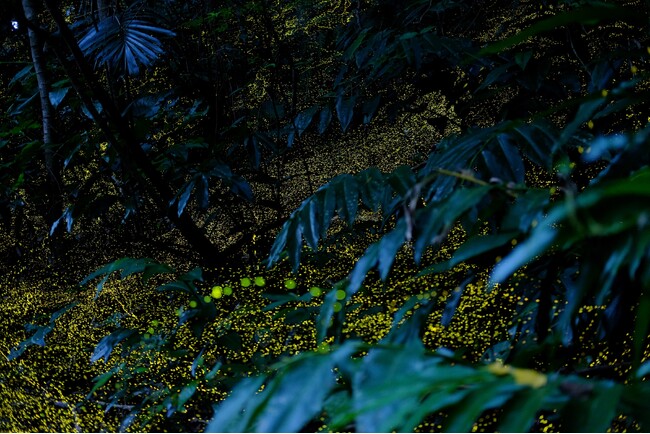 【星野リゾート　西表島ホテル】この時期しか見られない！森のイルミネーションと呼ばれる幻想的な空間に没入する「ヤエヤマヒメボタル鑑賞ツアー」開催｜2025年2月22日～4月24日