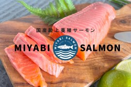 国産陸上養殖MIYABIサーモン 国産陸上養殖MIYABIサーモン