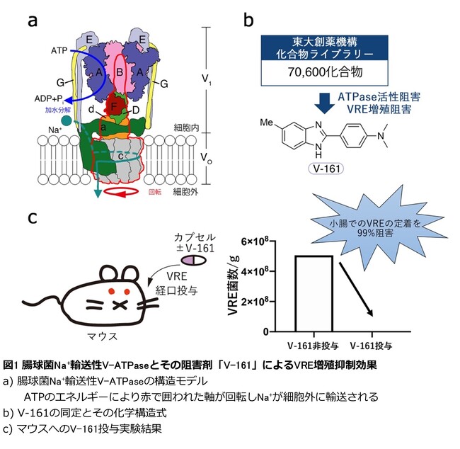 バンコマイシン耐性腸球菌（ＶＲＥ）感染症の治療に道-ナトリウムポンプ阻害剤の発見とその阻害機構を解明-