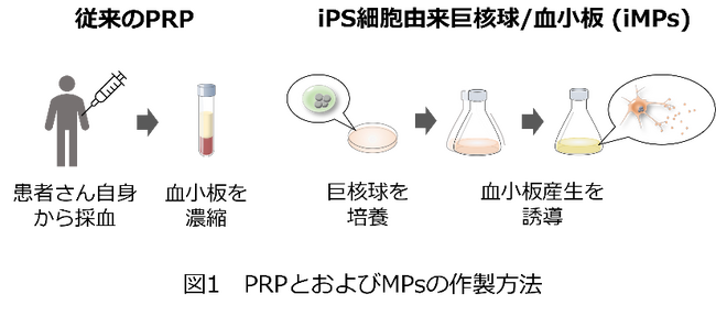 iPS細胞由来巨核球と血小板が創傷治癒を促進～既存治療の欠点を解消する新規製剤の開発に期待～