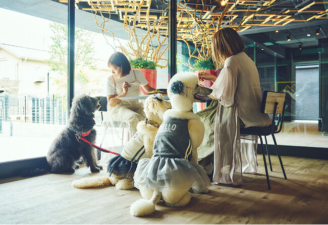 【静岡市駿河区丸子】12/15(日)保護犬譲渡会を開催いたします【1HOTEL】