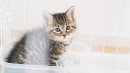 猫(イメージ) 猫(イメージ)