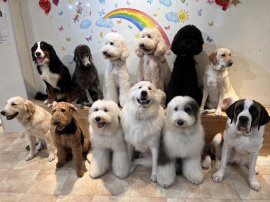 大型犬達 大型犬達
