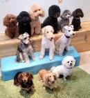 小型犬達 小型犬達