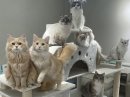 Cat Cafe Cat Cafe