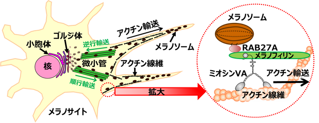 【研究報告】フラボノイド「ラムナジン」によるメラノソーム輸送阻害効果を発見！美白効果が期待