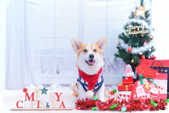 12/21(土)開催決定！ペトナビ、愛犬・愛猫と過ごす特別なクリスマス「にゃんドル☆わんドル サンタと踊ろう」