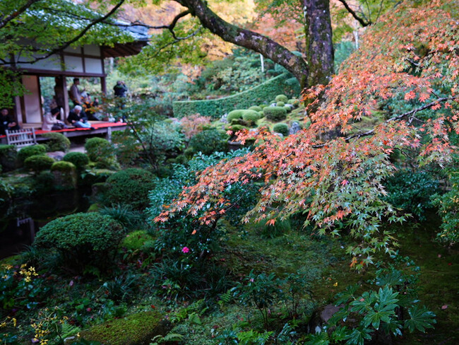 歴史と自然が織りなす静寂の空間、京都「大原 三千院」の見どころを紹介！「GO KYOTO」が新特集を公開