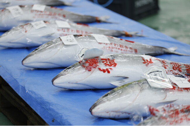 天然能登寒ぶり最高級ブランドの「煌（きらめき）」が今年も登場！価格は昨年と同じく２００万円の高値で競り落とされました！