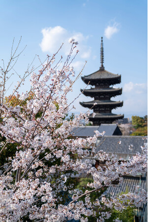 【ザ・ホテル青龍 京都清水】　京都の春をめいっぱい味わう「Spring SAKURA Lounge」　2025年3月20日より提供開始