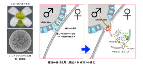 東京家政学院大学石綱史子准教授と東京大学大学院の藤井壮太准教授らの研究グループが植物花粉の急速な目覚めを支える巨大タンパク質を発見