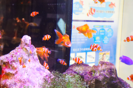 金魚とクマノミたちが一緒に泳ぎ回る展示水槽 金魚とクマノミたちが一緒に泳ぎ回る展示水槽