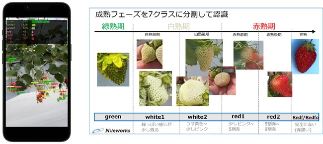 スマホでシンプル 「イチゴ収量予測ツール」 販売開始 ～動画撮影で熟度判定＆生育・収量予測を実現～