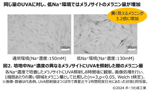 体内のイオン環境が日ヤケにも影響する可能性を発見