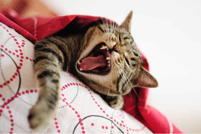 メスよりオスの方がイタズラ好き？猫の飼い主165人に聞いた！猫のイタズラに関するアンケートを実施
