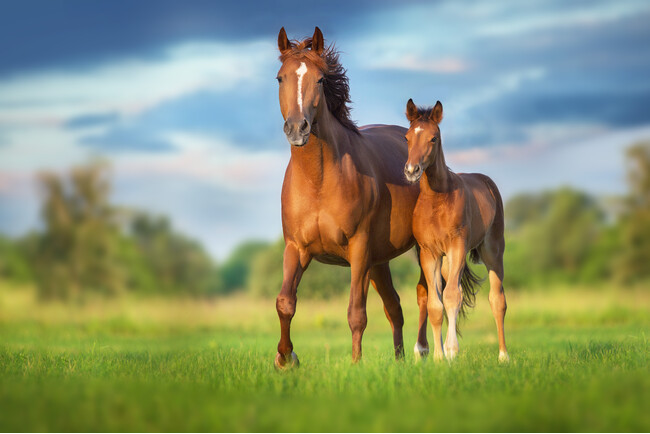 日本最大規模「引退競走馬のセカンドキャリア促進を目的としたシンポジウム」開催決定のお知らせ