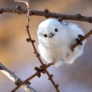 シマエナガ_Winter シマエナガ_Winter