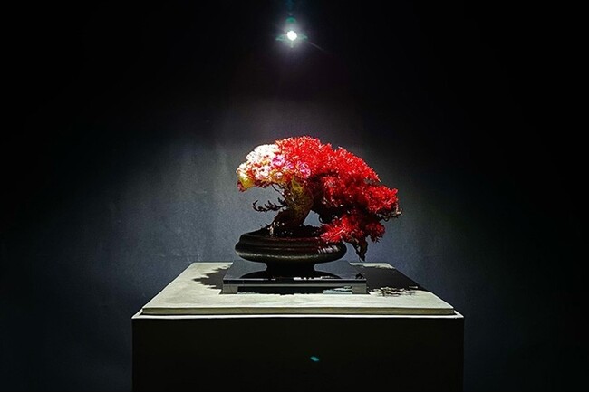 日本文化の新たな形を提案！TOUFU TOKYO「RE BONSAI(TM)」、伊勢丹新宿店で特別展示