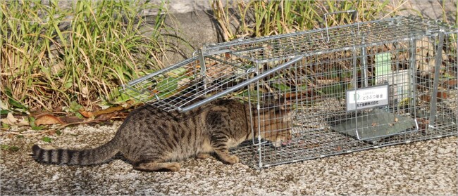 「TNR」に取り組む自治体応援プロジェクト完了報告。全国113の自治体に捕獲器605台を寄贈しました！