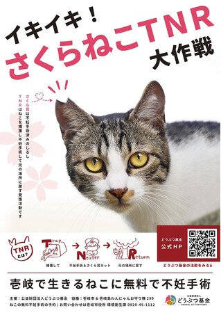 壱岐島の猫を救う新プロジェクト「イキイキさくらねこTNR」実施決定！
