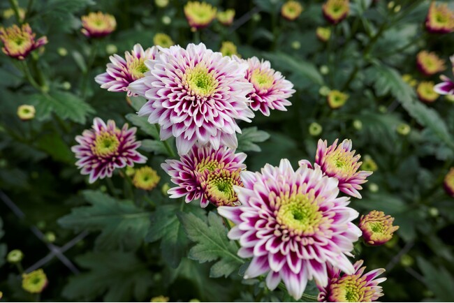 切り花マムの未来を切り拓くデュメンオレンジ、耐病害虫性のイントリンサ品種で差別化を促進