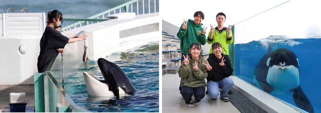 【鴨川シーワールド】シャチへの給餌体験など、シャチ好きには堪らないレイトプログラムを実施！1日45名限定「シャチプレミアムプラン」を開催