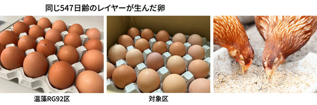 【温藻RG92】レイヤーの「産卵率＆パック率」が大幅に向上