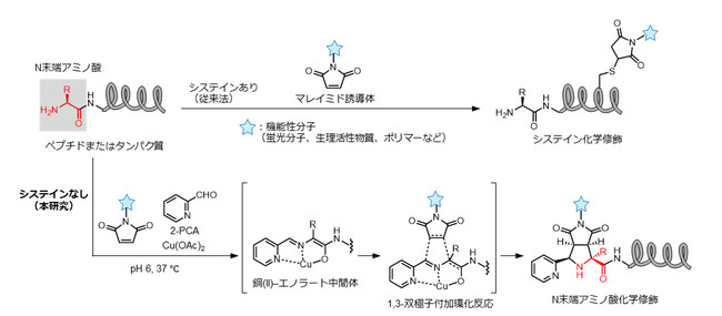 【慶應義塾】市販試薬を活用。タンパク質のN末端に機能性分子を結合する簡便な手法を開発