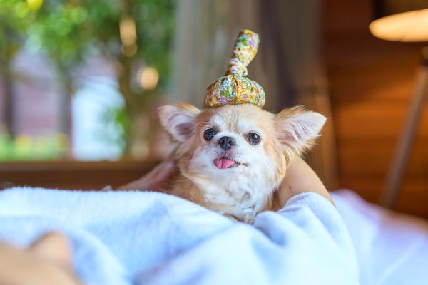 平日限定・インルームスパを無料でご案内！愛犬と泊まれる宿「Dear Wan Spa Garden」初春キャンペーン開催
