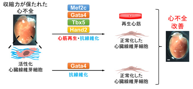 【慶應義塾】収縮力の保たれた心不全が心筋ダイレクトリプログラミングで改善