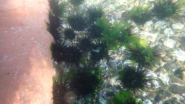 青谷小学校と青谷中学校で漁業者が蓄養したウニを使った給食が提供されました!