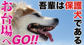 お台場へGO!(追悼)火野正平さんナレーションの映画『吾輩は保護犬である』のイベント付き上映会を開催!! お台場へGO!(追悼)火野正平さんナレーションの映画『吾輩は保護犬である』のイベント付き上映会を開催!!