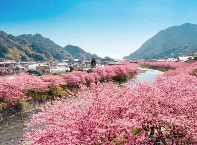 “春を迎えに桜咲く伊豆へ！”「河津桜まつり」 への日帰りバスツアー