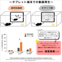 【麻布大学】マウスの情動伝染には「嗅覚」に加えて「視覚」が重要である