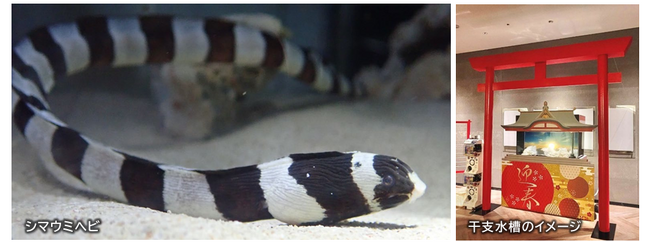 【アクアワールド茨城県大洗水族館】水族館の生き物たちと一緒に新年の訪れをお祝いしよう！「新春アクアワールド2025」２０２４年１２月２７日（金）～２０２５年１月１９日（日）