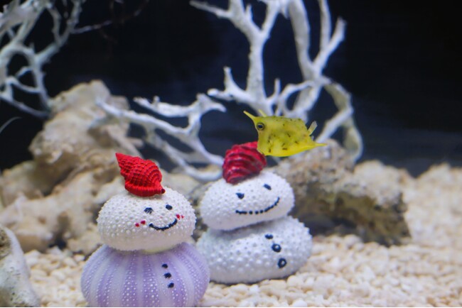 クリスマスにちなんだ生きもの大集合!四国水族館で『クリスマス展』開催中