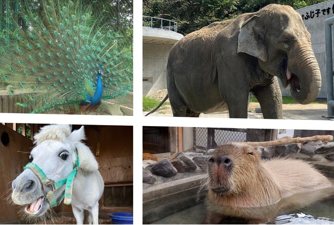 岡崎市銭湯が地域の未来も「沸かす」！！ーコラボタオルで動物園応援プロジェクトー