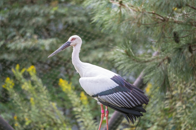 VR革新機構は東京動物園協会と連携し空間コンピューティングを活用した動物園体験プログラムを開発