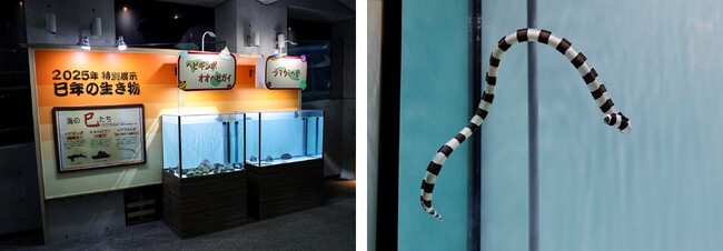 【鴨川シーワールド】ヘビギンポなど干支の「巳（ヘビ）」にちなんだ特別展示！2025年干支の生き物～海の巳(ヘビ)たち～を開催中