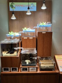 しながわ水族館、「水資源の循環」を分かりやすく表現した『アクアポニックス水槽』を公開！