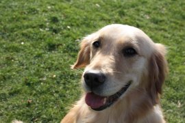 犬と暮らそう 犬と暮らそう