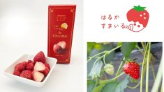 もったいないを美味しく解決！規格外いちごを使用した「はるかすまいる de Chocolat」を2025年１月17日(金)販売開始