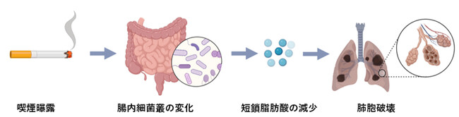 【慶應義塾】腸内細菌叢とそこから産生される短鎖脂肪酸の慢性閉塞性肺疾患（COPD）への関与の解明に成功