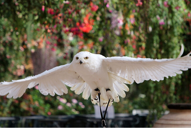 <お知らせ>富士花鳥園は2025年1月14日(火)から休園します