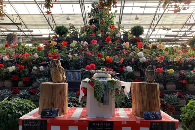 富士花鳥園から、あけましておめでとうございます。