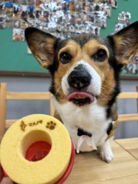 愛犬と美味しい！を共有できるバウムクーヘンを“わんわんわんの日”1月11日から販売開始！